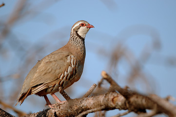 Alectoris rufa / Perdrix rouge