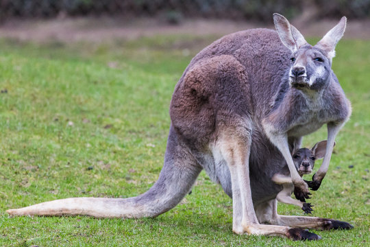 Juvenile Red Kangaroo in its mothers pouch