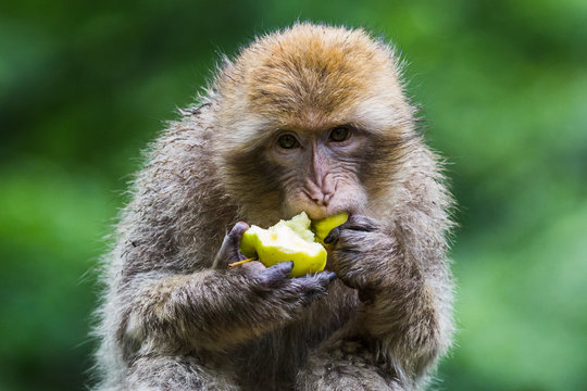 Barbary macaque eating an apple