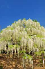 満開の白藤の花　栃木県足利フラワーパーク