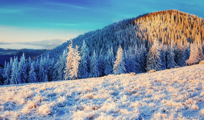 Winter landscape glowing by sunlight. Dramatic wintry scene