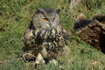Bubo bubo / Hibou grand duc / Grand duc d'Europe