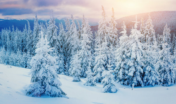 Winter landscape glowing by sunlight. Dramatic wintry scene © standret