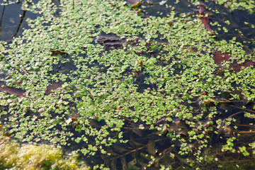 water surface covered by plants
