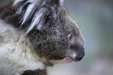 Phascolarctos cinereus/ Koala cendré / Koala