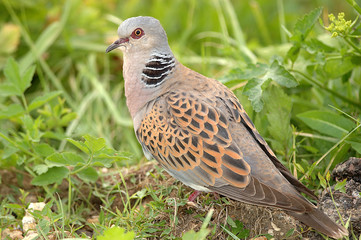 Streptopelia turtur / Tourterelle des bois