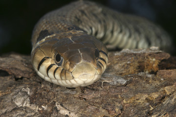 Natrix natrix / Couleuvre à collier