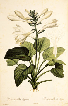 Illustration botanique / Redouté / Hosta plantaginea