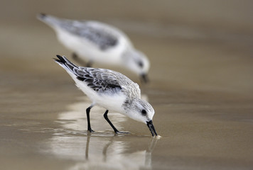 Calidris alba / Bécasseau sanderling