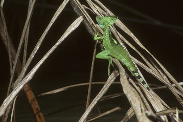 Basiliscus plumifrons / Basilic à plumes