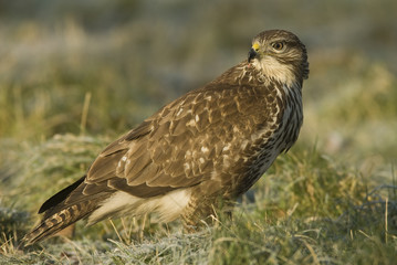 Buteo buteo / Buse variable