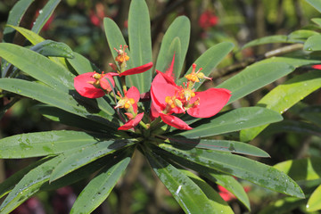 Euphorbia punicea / Euphorbe poinsettia