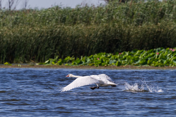 Fototapeta premium The white swan. Bird runs up and flies up into the air. Delta. Russia