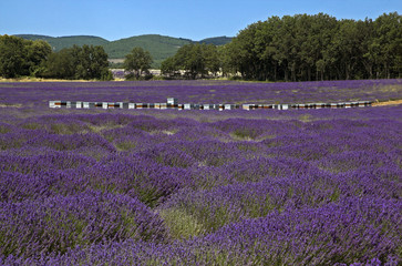 Apiculture / Transhumance des ruches