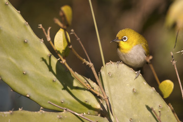 Zosterops palpebrosus  / Zostérops oriental