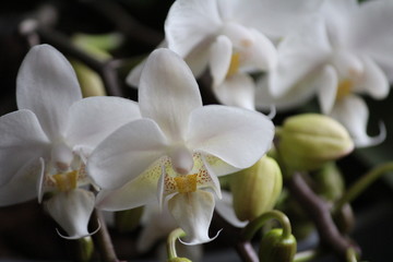 Fototapeta na wymiar fiori e bulbi di orchidea bianca