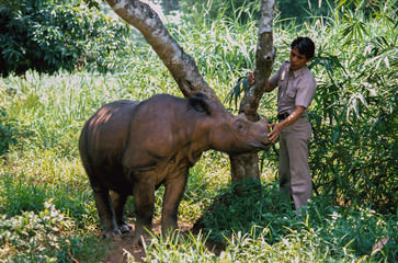 Dicerorhinus sumatrensis / Rhinocéros de Sumatra - 136682838