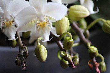 fiori e bulbi di orchidea bianca © Matteo