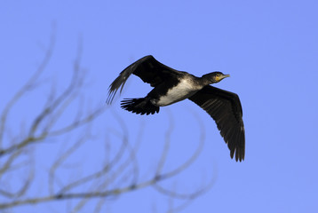 Phalacrocorax carbo / Grand cormoran