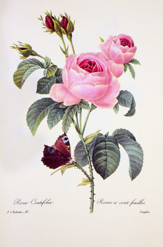 Rosa centifolia / Rose à cent feuilles