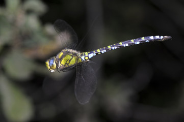 Aeshna cyanea / Aeschne bleue / Mâle