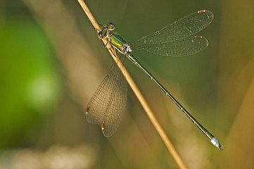 lestes virens/ leste verdoyant