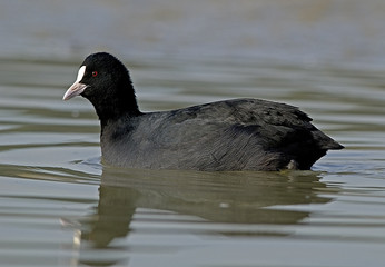 Fulica atra / Foulque macroule / Foulque noire