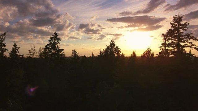 Forest Sunset aerial view