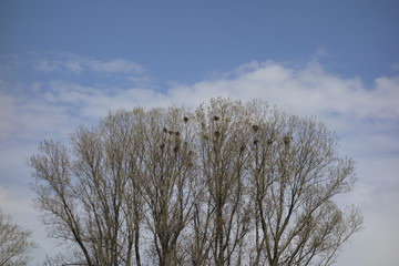 vogelnester in kahlen bäumen