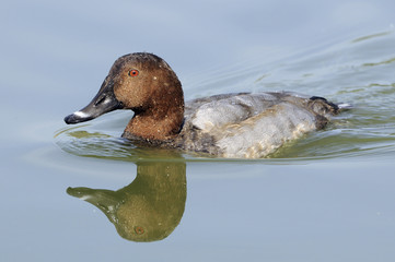 Aythya ferina / Fuligule milouin