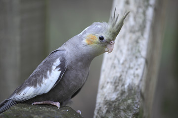 Nymphicus hollandicus / Calopsitte élégante / Perruche nymphique