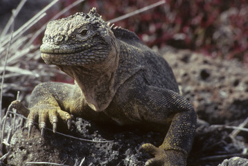 Conolophus subcristatus / Iguane terrestre des Galapagos