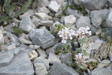 Noccaea rotundifolia / Tabouret à feuillles rondes