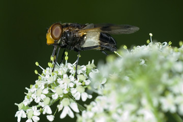Volucella pellucens / Volucelle transparente