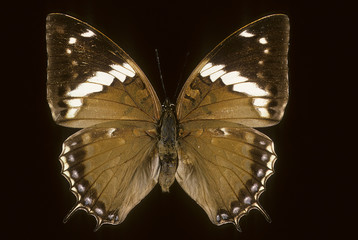 Charaxes tiridates