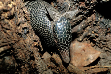 Dasypus sabanicola / Tatou des savanes