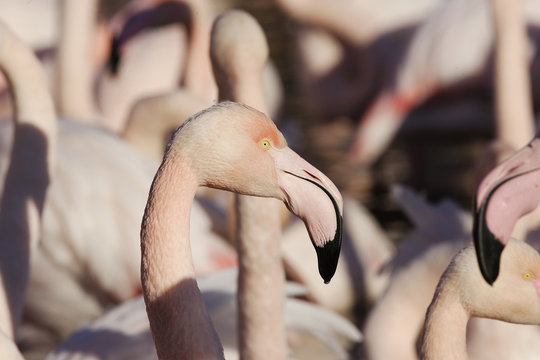 รูปภาพRuber – เลือกดูภาพถ่ายสต็อก เวกเตอร์ และวิดีโอ8,579 | Adobe Stock