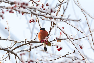 The red bullfinch sits on a tree. Siberia, Russia.