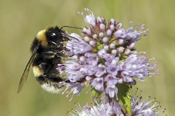 Bombus terrestris / Bourdon terrestre