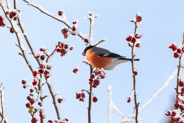 Bullfinch on the tree. Siberia, Russia.