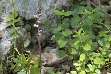 Orobanche minor / Orobanche du trèfle