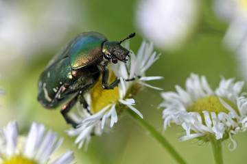 Cetonia aurata / Cétoine dorée