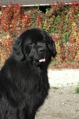Chien / race Terre-Neuve