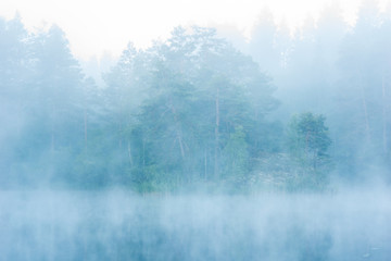 Fototapeta na wymiar Forest in mist