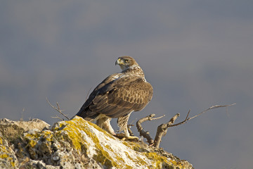 Aquila fasciata  / Aigle de Bonelli