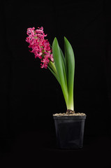 Pink hyacinth flowers in pot on black background