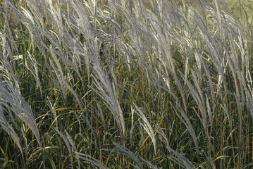 Miscanthus sinensis' Saccharifolius / Miscanthus saccharifolius / Eulalie de Chine