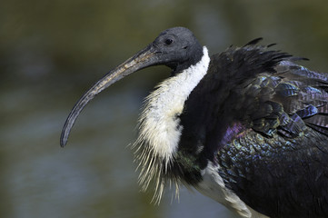 Threskiornis spinicollis / Ibis d'Australie