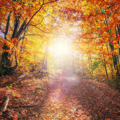 Forest Road in the autumn. Landscape. Ukraine. Europe