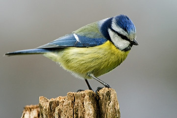 Parus caeruleus / Mésange bleue